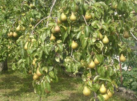 Pere -Pears